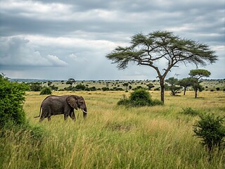 Elefant i der Savanne