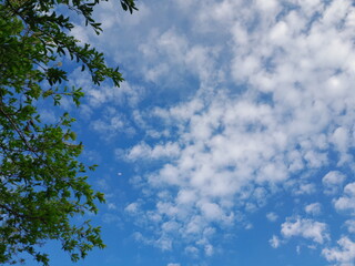 Clear Blue Sky Framed by Tree Leaves