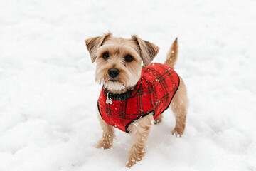 a small brown terrier in red plaid winter coat standing alert in fresh snow
