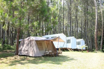 Camping Tent on Tropical  Pine Forest