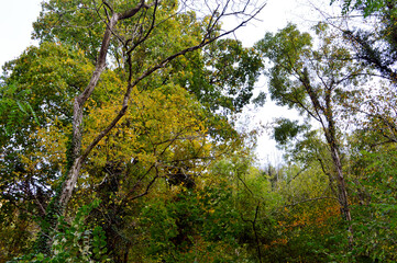 Fototapeta premium treetops and branches