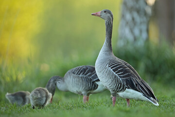 Gęgawa, gęś gęgawa, (Anser anser) greylag goose © Bartosz Rakoczy