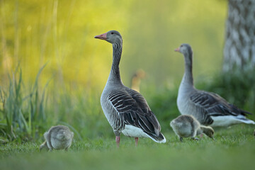 Gęgawa, gęś gęgawa, (Anser anser) greylag goose © Bartosz Rakoczy