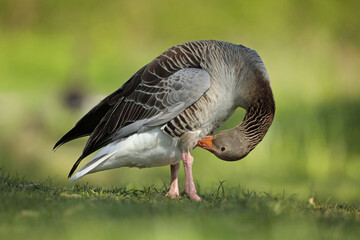 Gęgawa, gęś gęgawa, (Anser anser) greylag goose © Bartosz Rakoczy