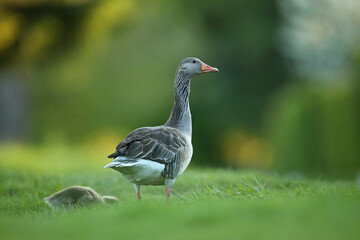 Gęgawa, gęś gęgawa, (Anser anser) greylag goose © Bartosz Rakoczy
