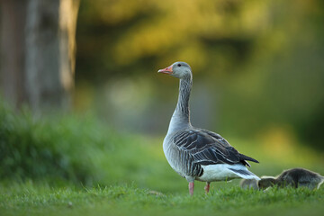 Gęgawa, gęś gęgawa, (Anser anser) greylag goose © Bartosz Rakoczy