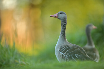 Gęgawa, gęś gęgawa, (Anser anser) greylag goose © Bartosz Rakoczy