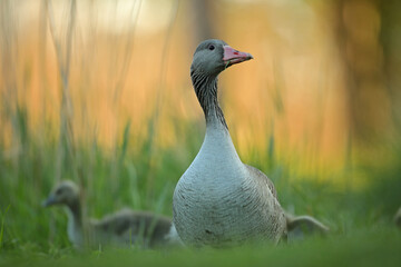 Gęgawa, gęś gęgawa, (Anser anser) greylag goose © Bartosz Rakoczy