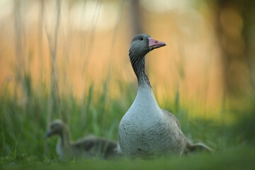 Gęgawa, gęś gęgawa, (Anser anser) greylag goose © Bartosz Rakoczy