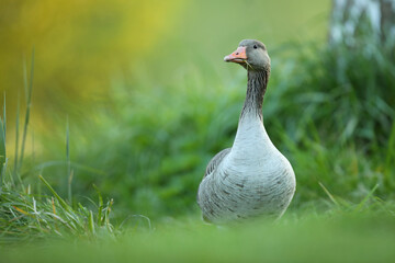 Gęgawa, gęś gęgawa, (Anser anser) greylag goose © Bartosz Rakoczy