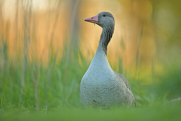 Gęgawa, gęś gęgawa, (Anser anser) greylag goose © Bartosz Rakoczy