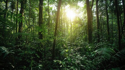 Obraz premium Lush and Untouched Dense Forest with Tall Trees Illuminated by Sunlight Highlighting the Rich Greenery in a Vibrant Natural Landscape