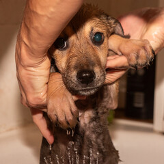 Mixed breed puppy dog