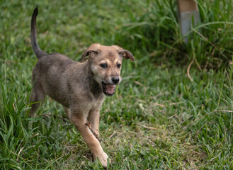Mixed breed puppy dog