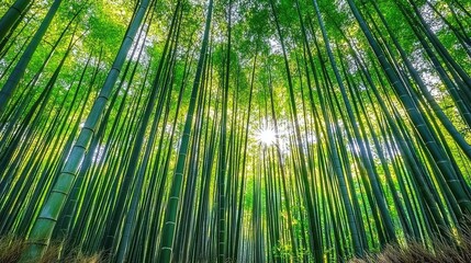 Fototapeta premium Lush Bamboo Forest with Tall Stalks and Dappled Sunlight Creating a Tranquil Oasis in Nature's Embrace, Ideal for Relaxation and Scenic Photography