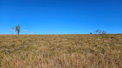 Obraz premium The grassy summit of Table Top Mountain in Toowoomba, Australia, under a bright blue sky. A few scattered trees are visible on the horizon, creating a peaceful, open landscape.