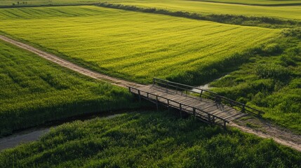 Obraz premium Serene Aerial View of a Rustic Wooden Bridge Over a Tranquil Stream Surrounded by Lush Green Rice Fields Under Bright Blue Sky