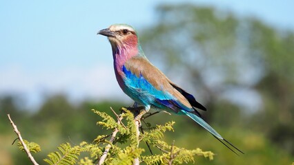 Colorful Lilac-Breasted Roller Bird Perched on a Branch during a Safari in Kruger National Park,...