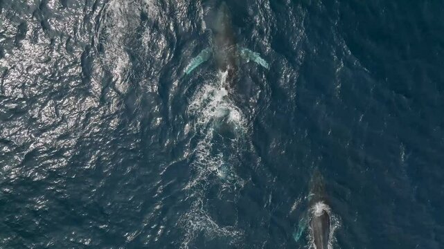 Humpback Whales in Sunny Cabo San Lucas Baja California Sur Mexico, Pacific Ocean