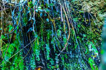 Hermosos entorno húmedo lleno de pequeñas goteras