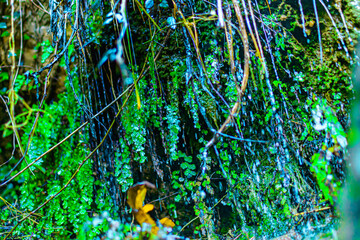 Hermosos entorno húmedo lleno de pequeñas goteras