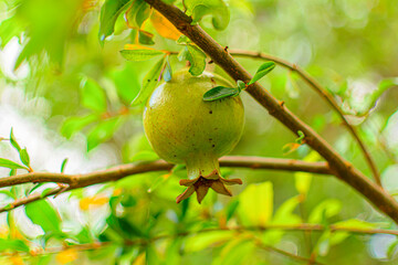 Primer plano de la fruta de la granada