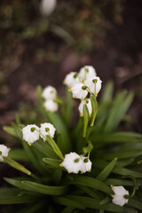 Obraz premium Closeup macro of white snowdrops in a garden