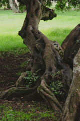 Obraz premium Close up on a dark, twisted, knotted tree trunk, with plants growing between its roots. 