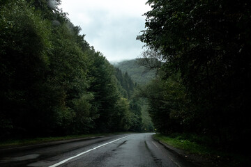 A photo capturing foggy road in a forest covered in fog and low lying clouds, creating an enchanting atmosphere.