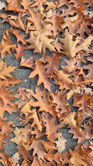 Fallen leaves and stone floor