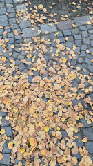 Fallen leaves and stone floor