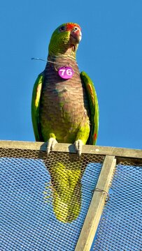 blue and yellow macaw parot
