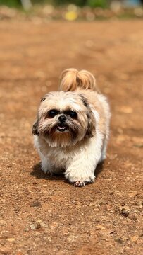 portrait of a dog