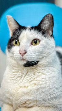 The white cat