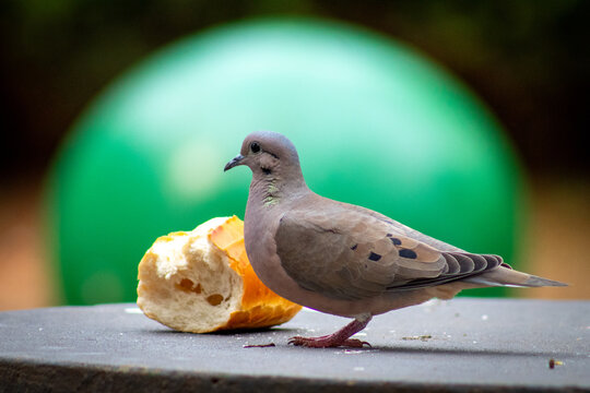 Pombo comendo p&atilde;o 