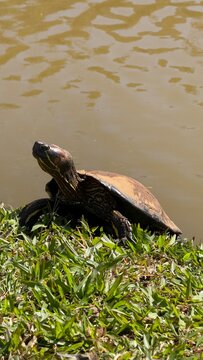 turtle in the water