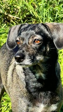 Cachorro