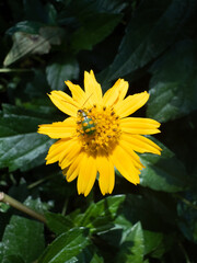 Obraz premium bee on flower