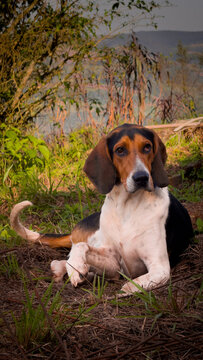 beagle in the grass