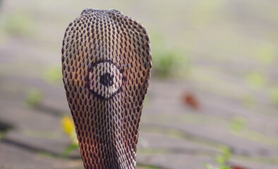 Fototapeta premium Cobra, deadly serpent living in nature 