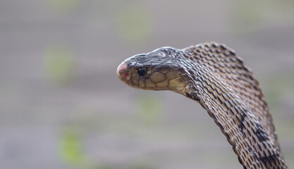 Cobra, deadly serpent living in nature
