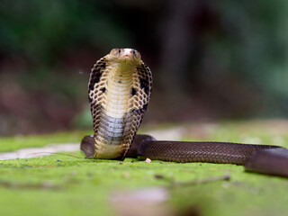 Fototapeta premium Cobra, deadly serpent living in nature 