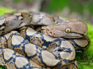Obraz premium Pythons are reptiles that live in natural habitats. 