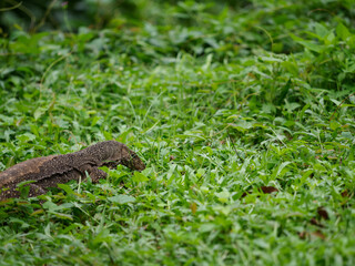 Monitor lizards crawling and eating on the grass