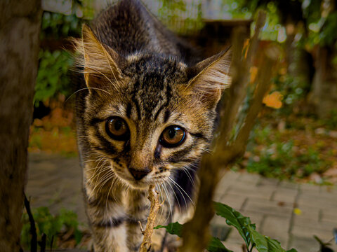 portrait of a cat