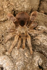 Stout Legged Baboon Tarantula (Eucratoscelus pachypus)