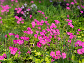 Fototapeta premium 野原に咲くハナカタバミの花
