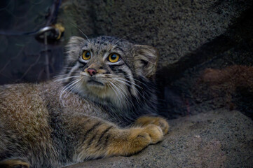 マヌルネコ、鋭い目つきで岩場に横たわる姿
