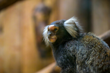 コモンマーモセットのポートレート
