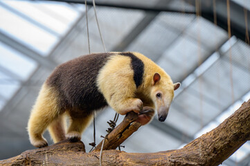 木の上を歩くミナミコアリクイ
